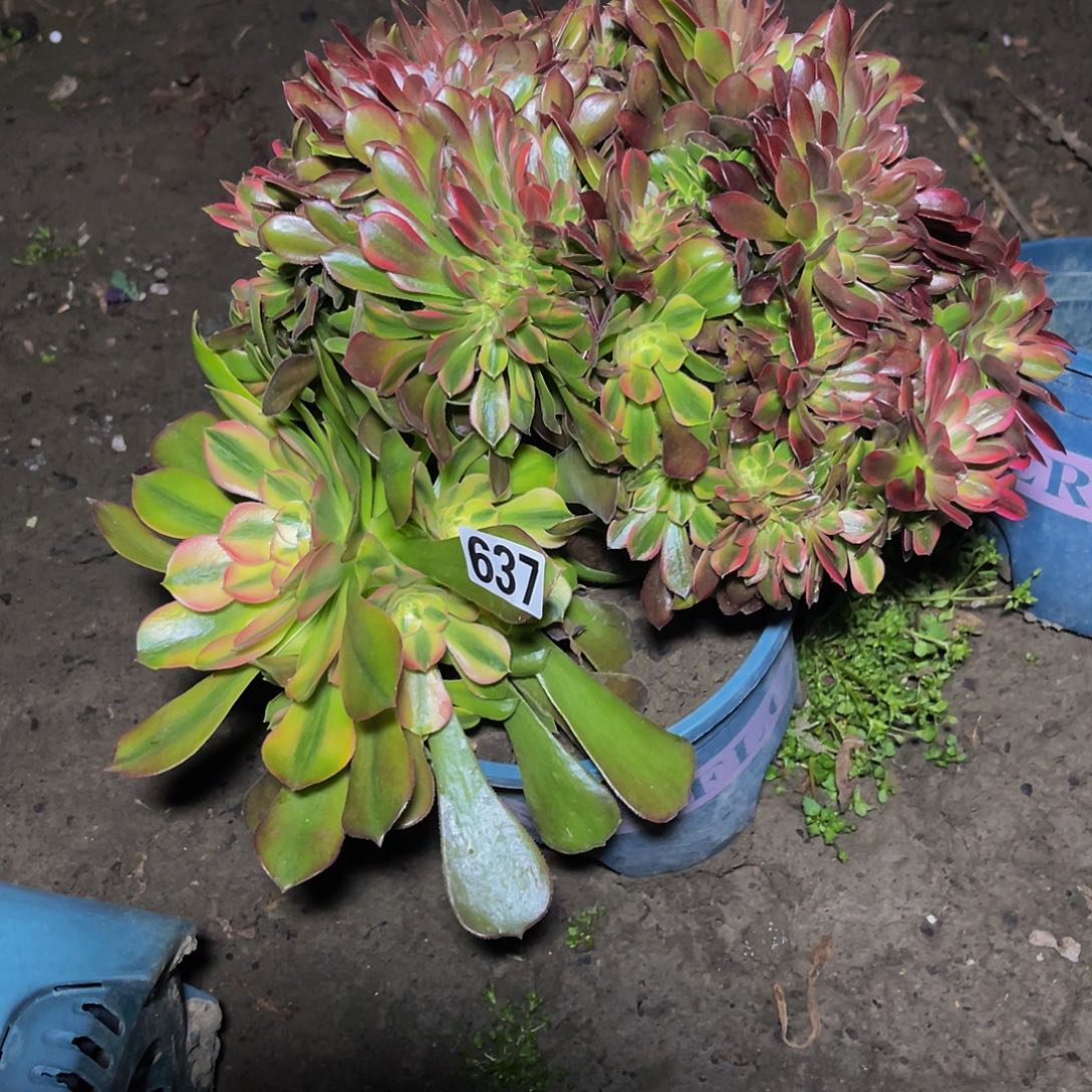 法师法师15–32包邮法师