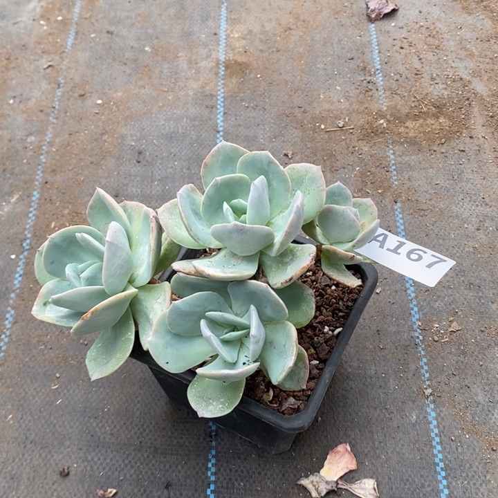 167。。。。。。，，，，，，，，，，，