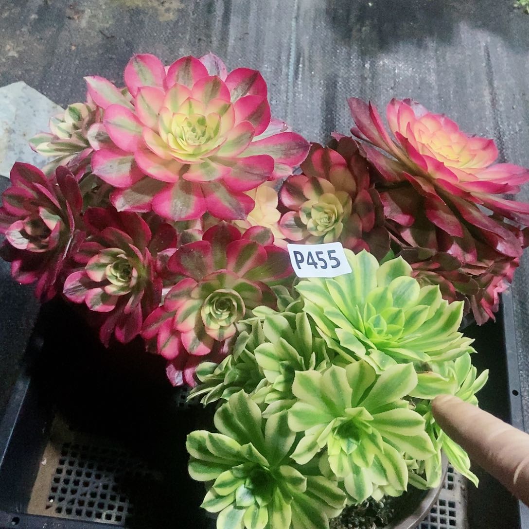 红陶455套餐3颗冠服15