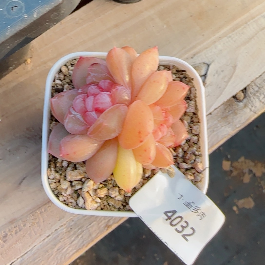 金柯，4032多肉植物