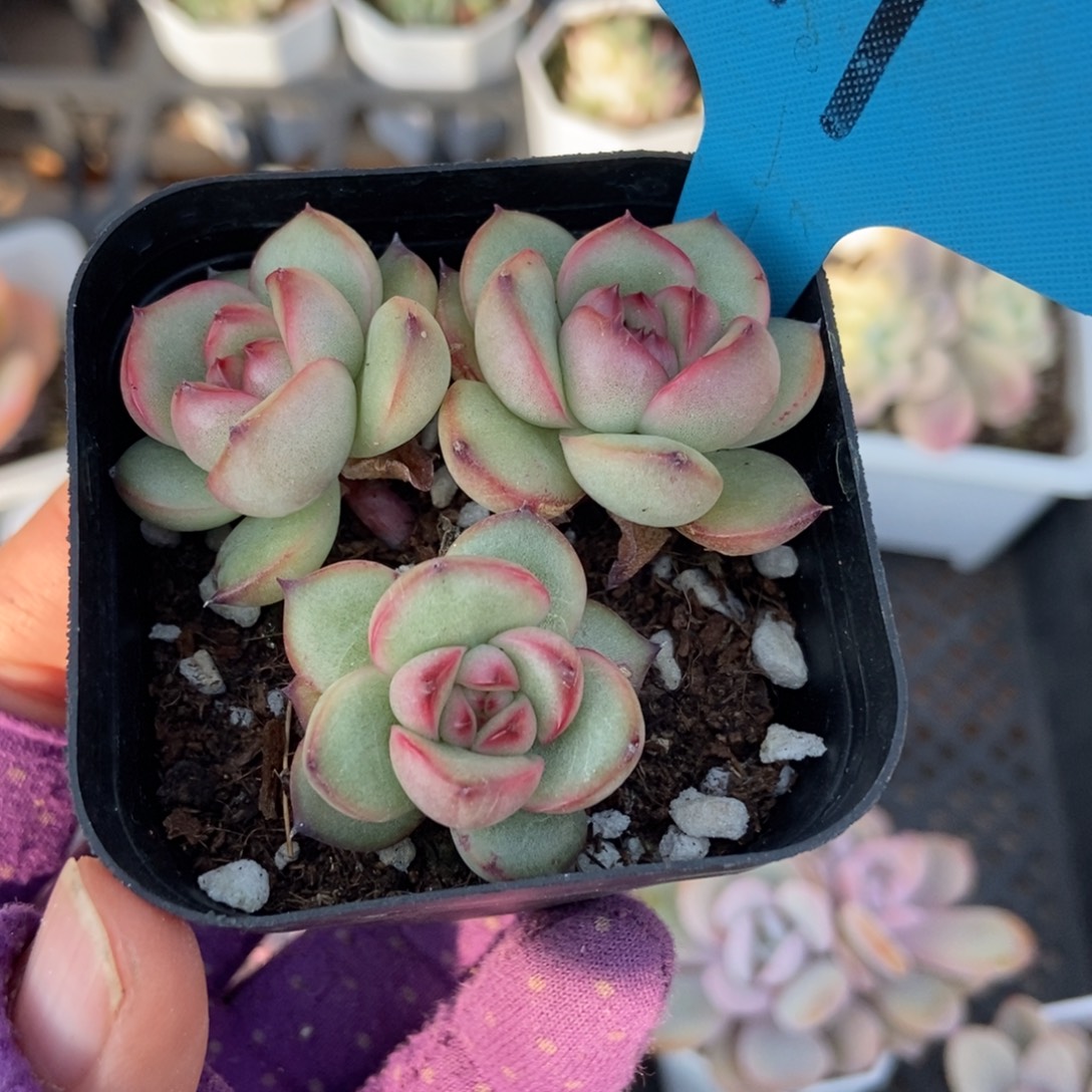 19万宝龙多肉植物