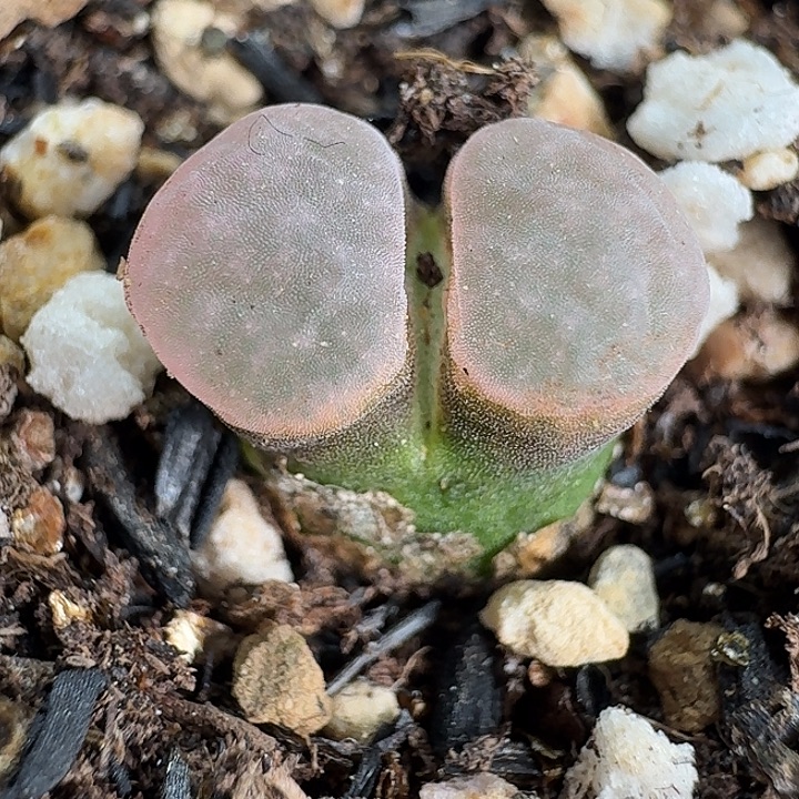 老马生石花磁铁945