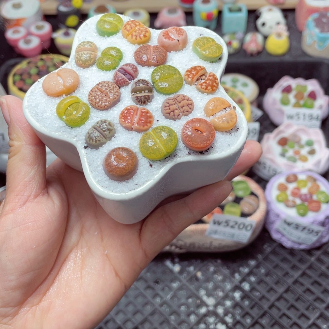 w5202 带盆土发货-零下地区拍保温箱