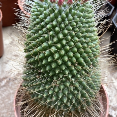 白柱仙人球15米仙人球