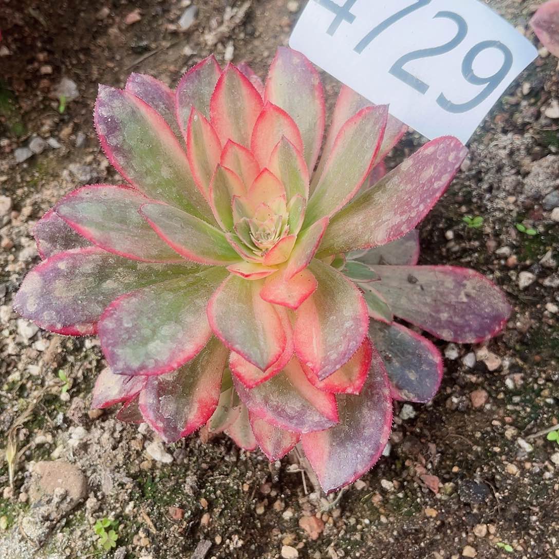 4729黑魔锦多肉植物