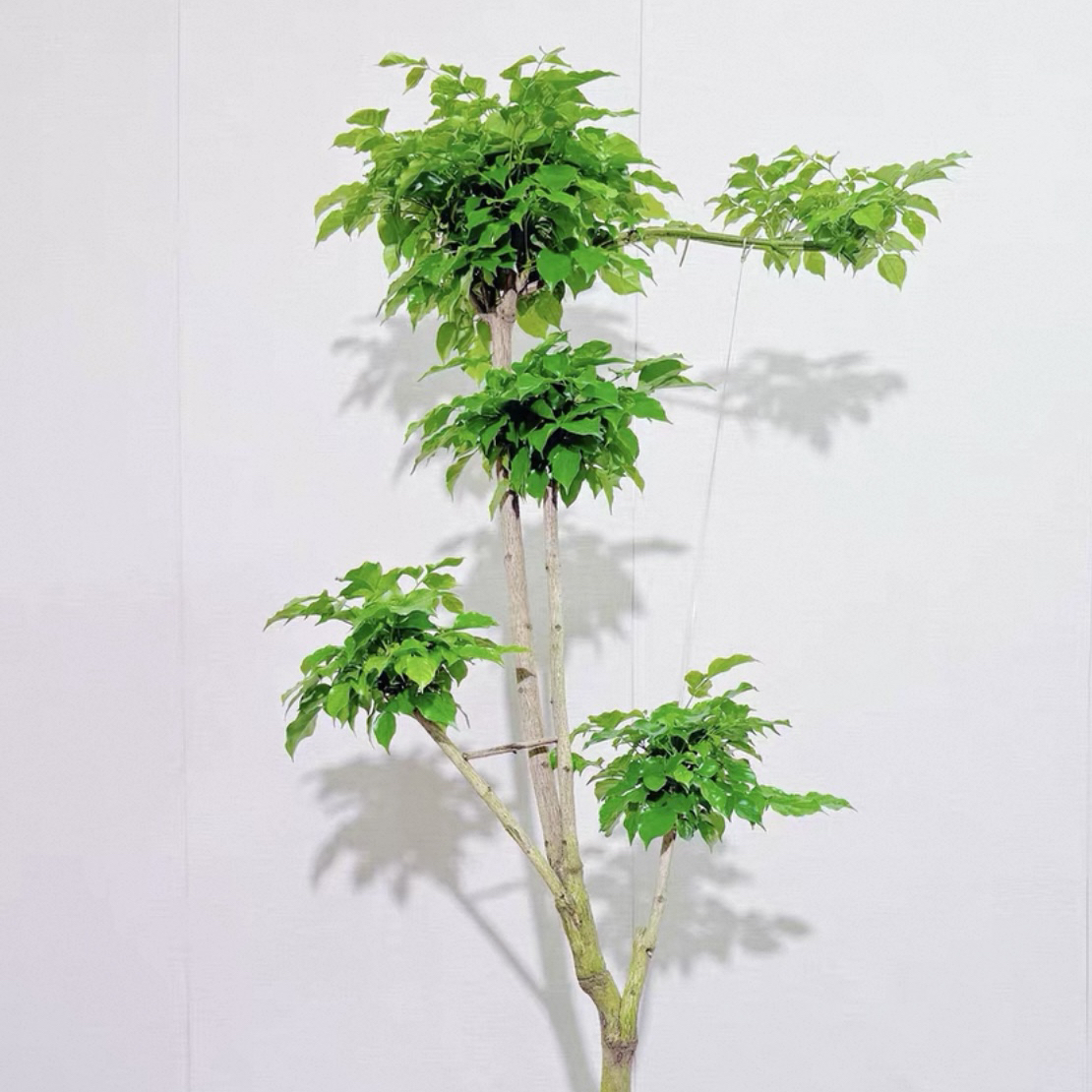幸福树客厅大盆栽老桩绿植室内外平安树盆景吸甲醛植物四季好养活