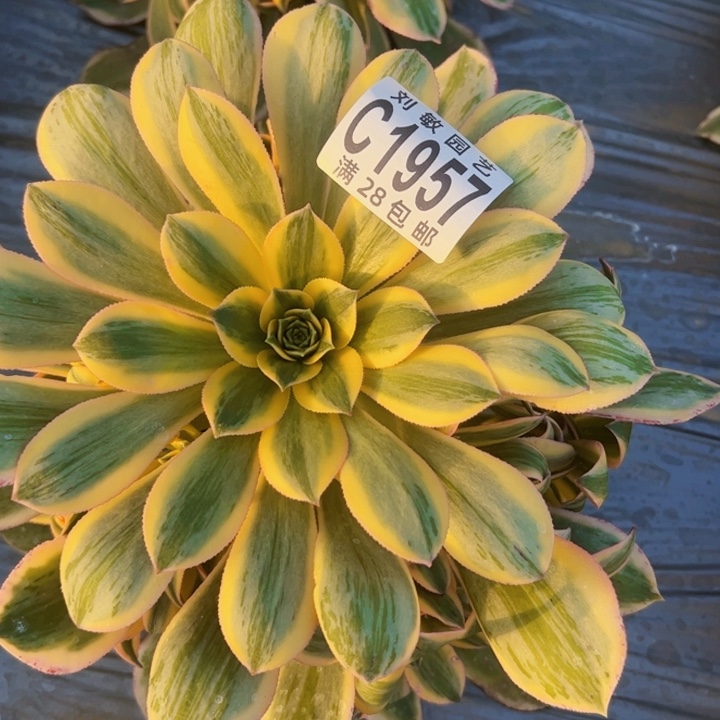 ²****灿烂多肉植物法师法师1957