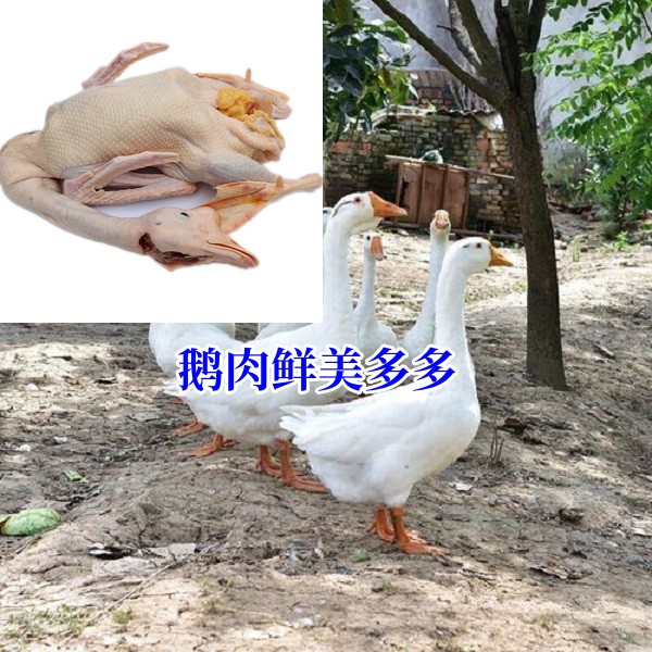2.5斤左右生鲜三花四季鹅肉肉质鲜美顺丰包邮