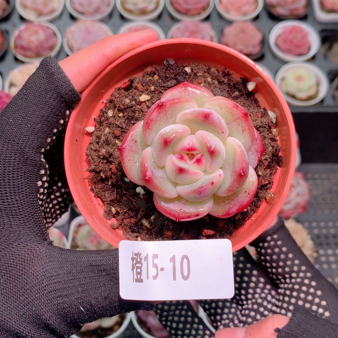 橙15-10 珍妮新品一物一拍