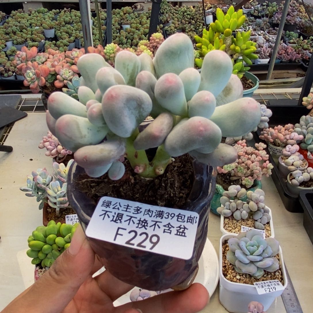 229米可奶多肉7c m