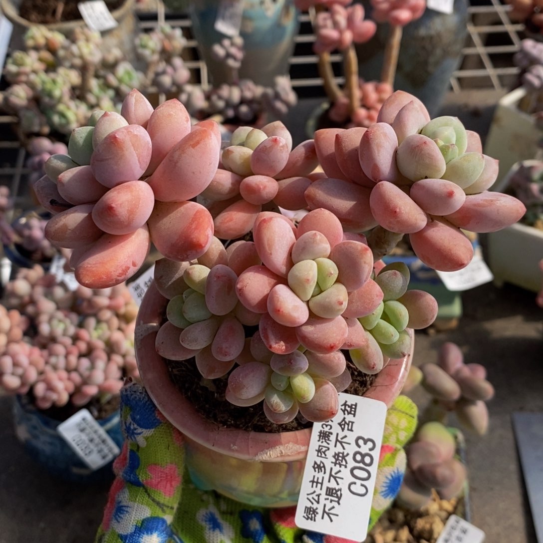 樱花洛神083/9c m