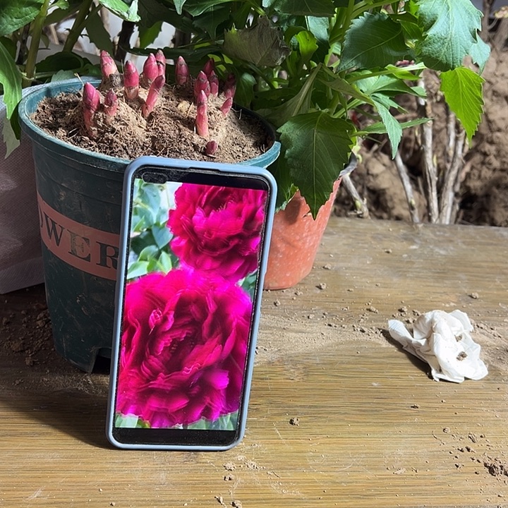 青***奶完全开放老忠诚1111