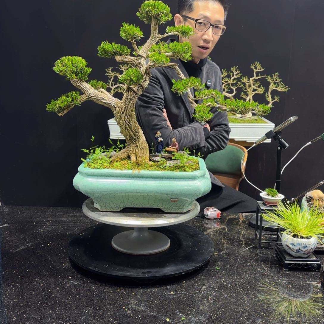 黄杨室内室外盆景艺术