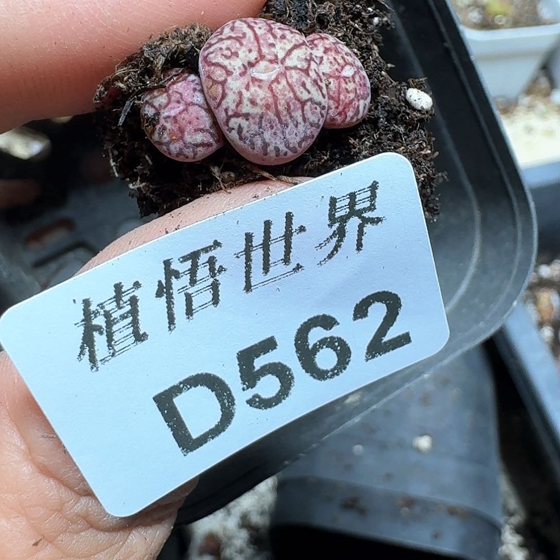 562号多肉植物哇f g