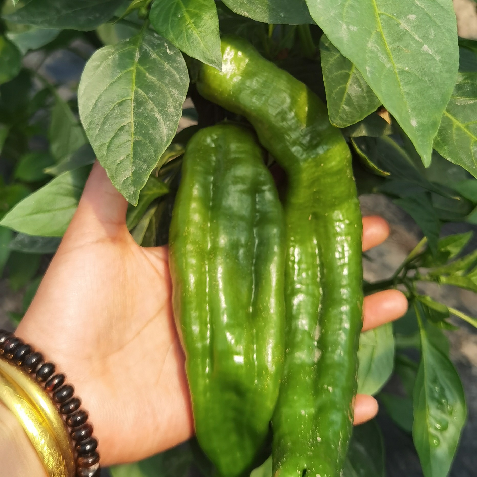 苏北农家薄皮椒微辣新鲜时令蔬菜现摘现发