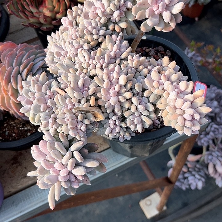 香*1701白美人缀化