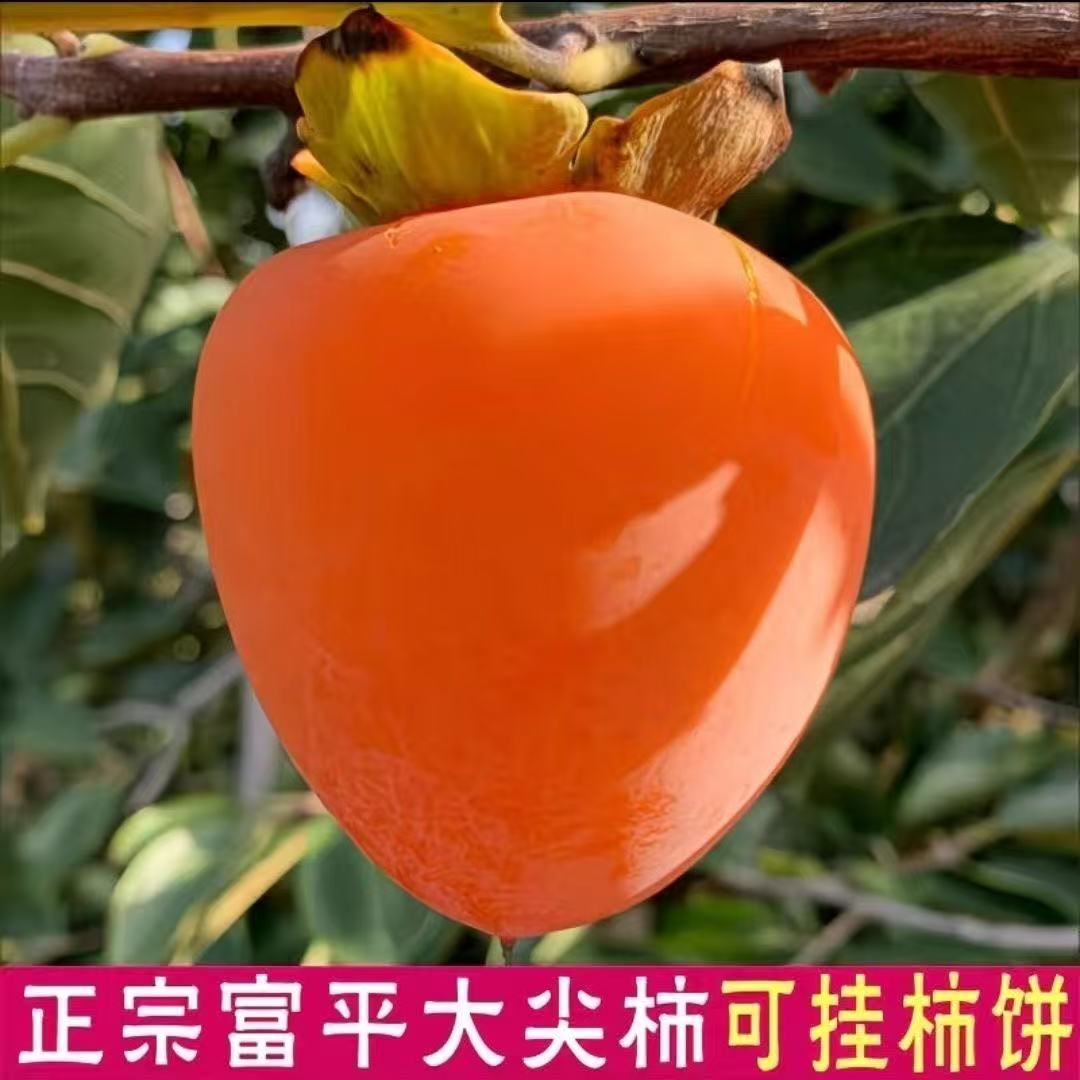 柿子树火罐柿子树苗耐寒老桩脆甜柿子南北方均可磨盘龙爪柿子树苗