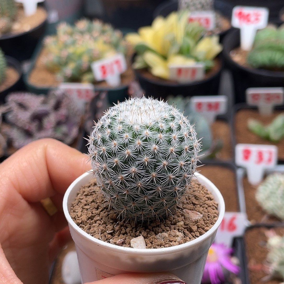 实生小小敷岛仙人球