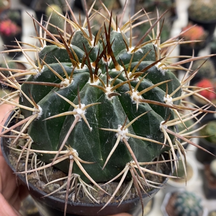 实生彩云特价福利