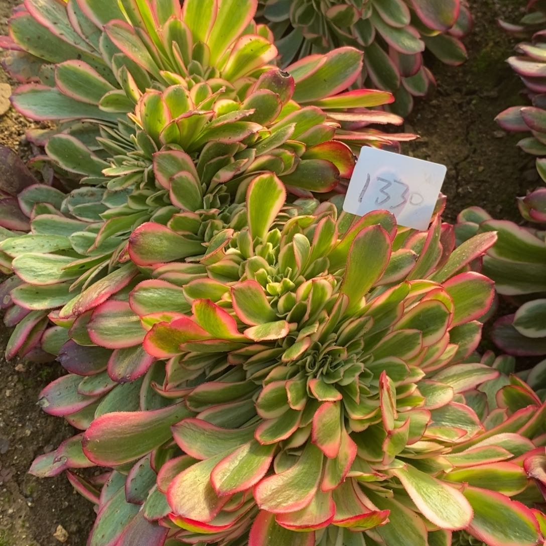 1330美杜莎缀多肉植物