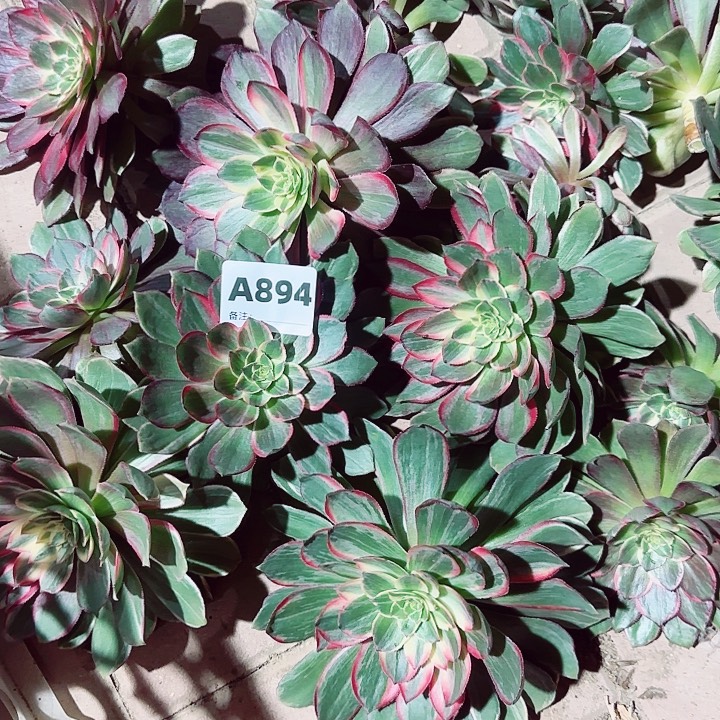 淡***生894，黑膜绿体砍头优选