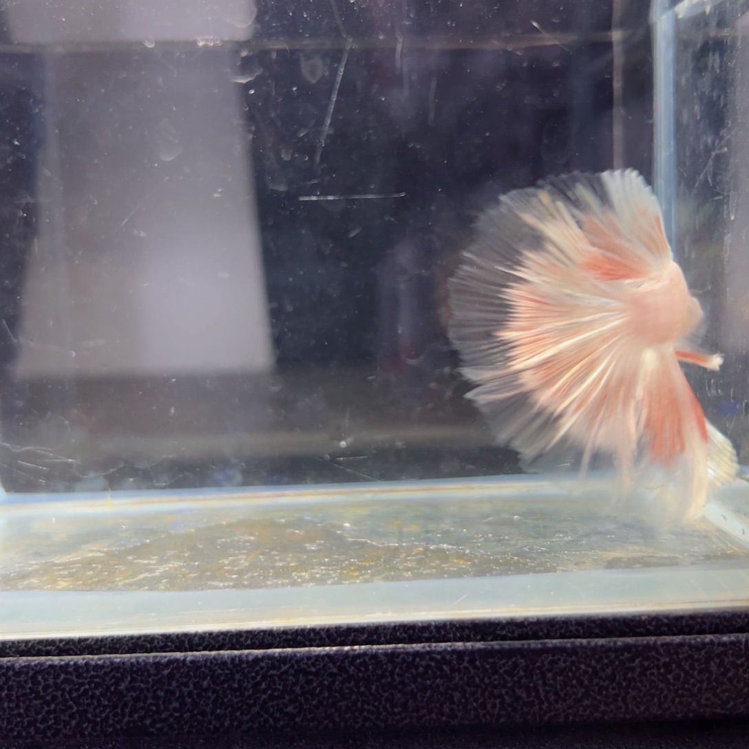 斗鱼浅色特殊尾hhhh