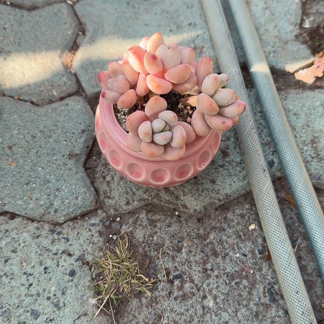 粉洛神带盆多肉植物