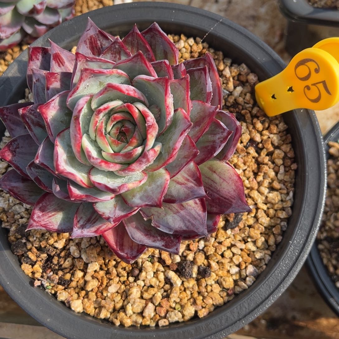 S***语65惊鸿仙子 夏鸣园艺