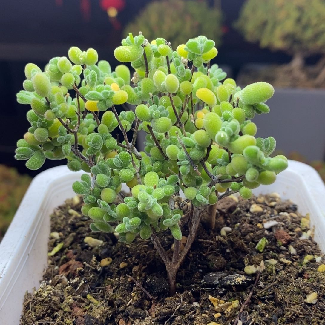 215号莱斯枝干多肉