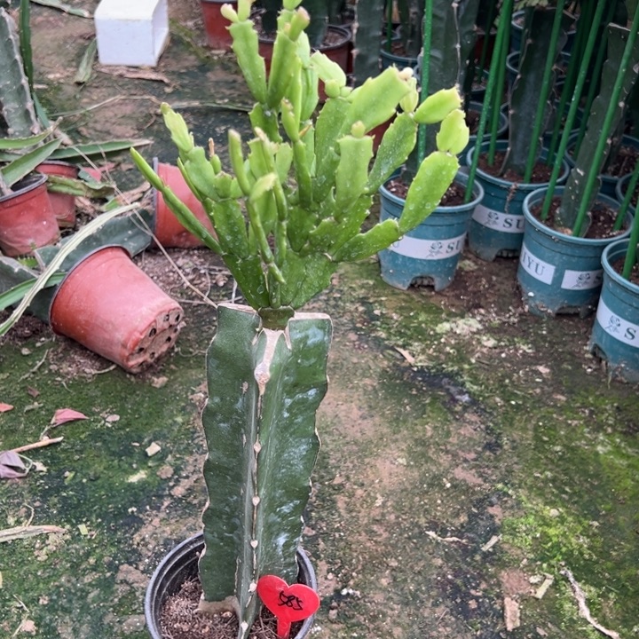 如***玉当前无花栽培后可以开花052  585
