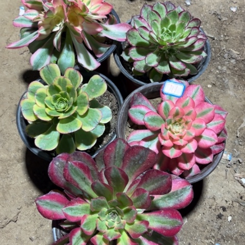 711多肉植物组合