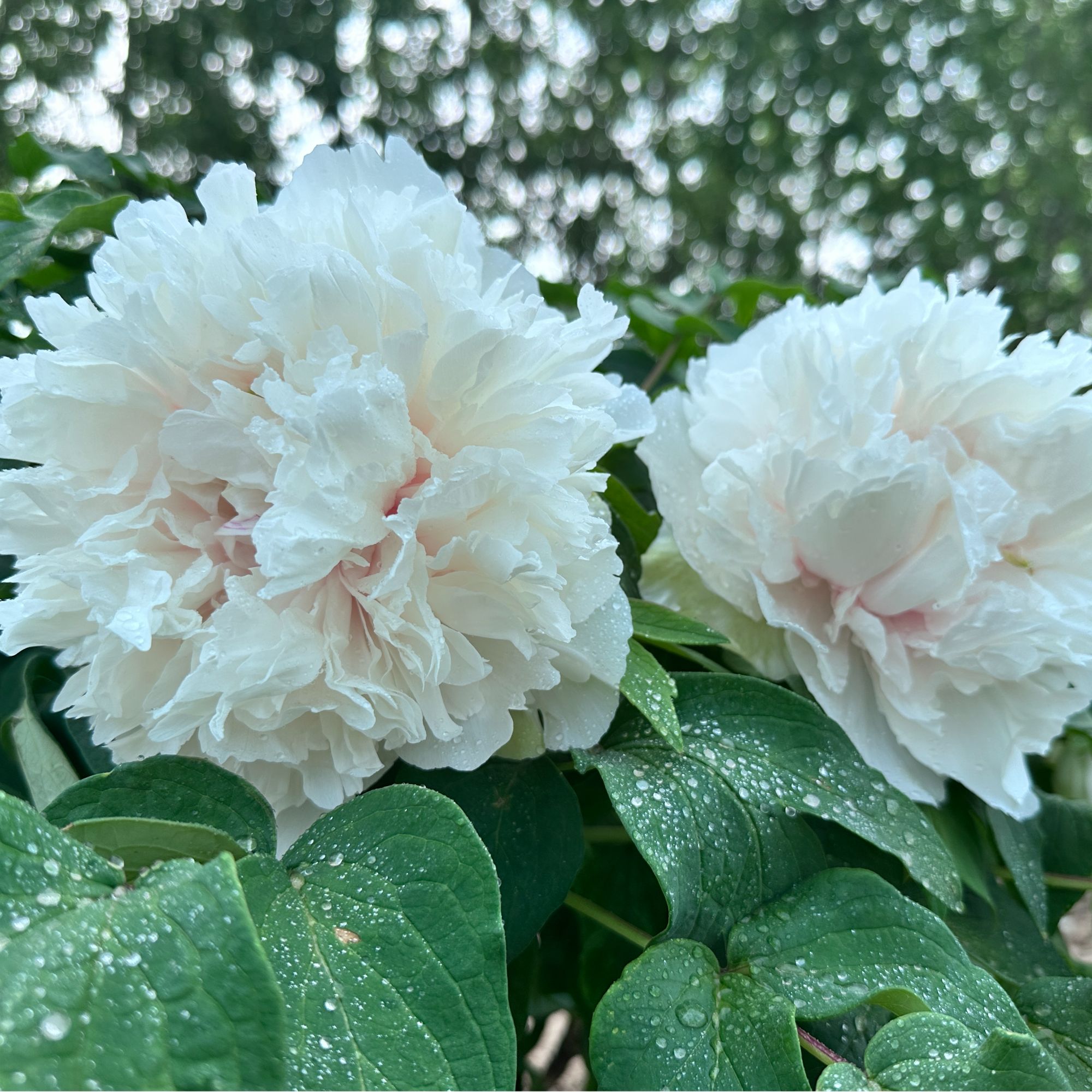 牡丹【绿幕】 菏泽牡丹 香味浓郁 现挖现发
