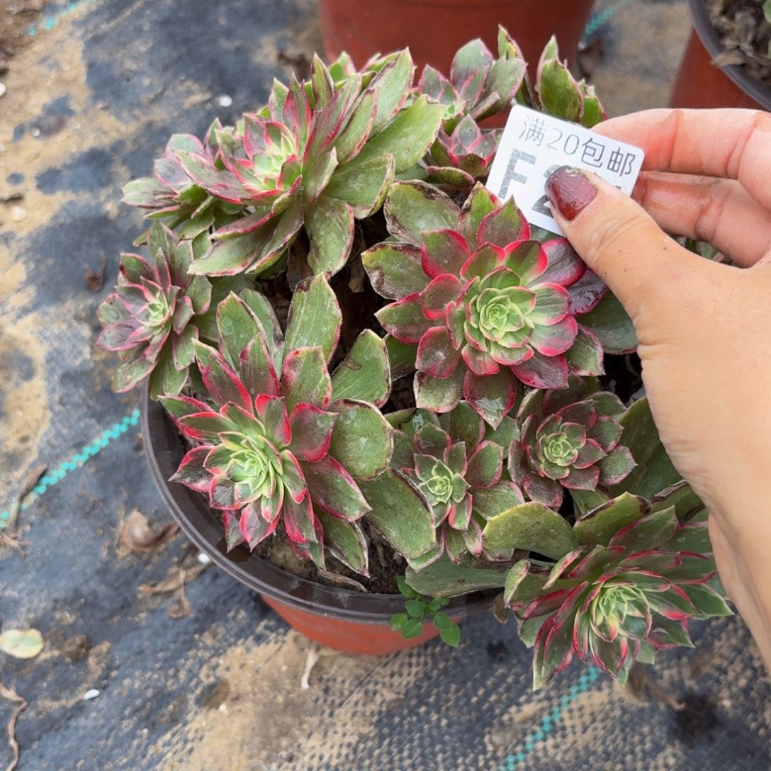 291多肉植物捧花的时候