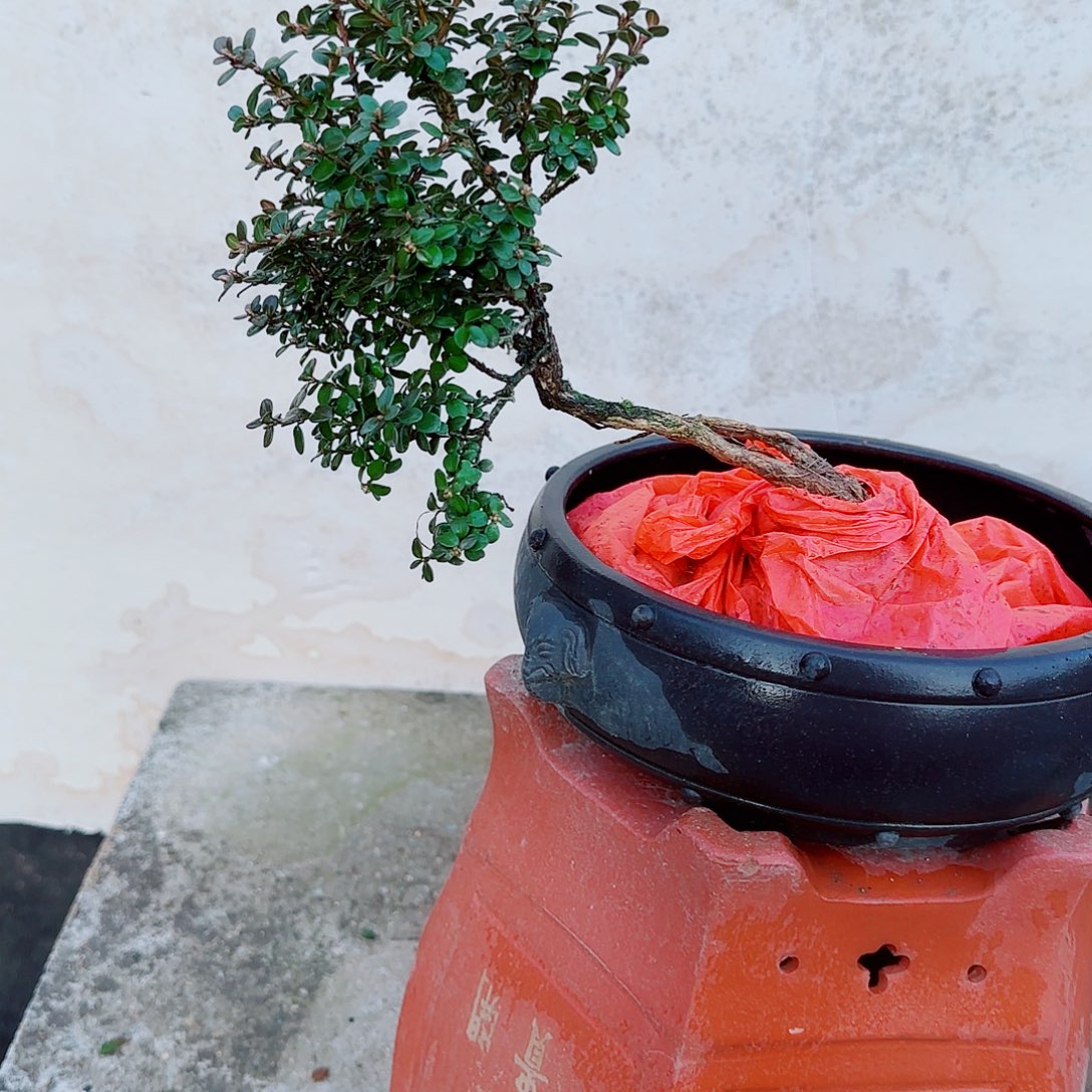 完全开放珍珠黄杨