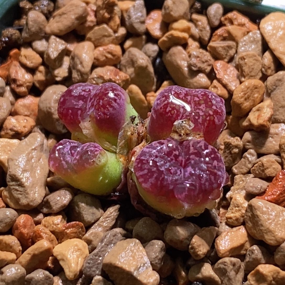 四头马克李子四头马克李子