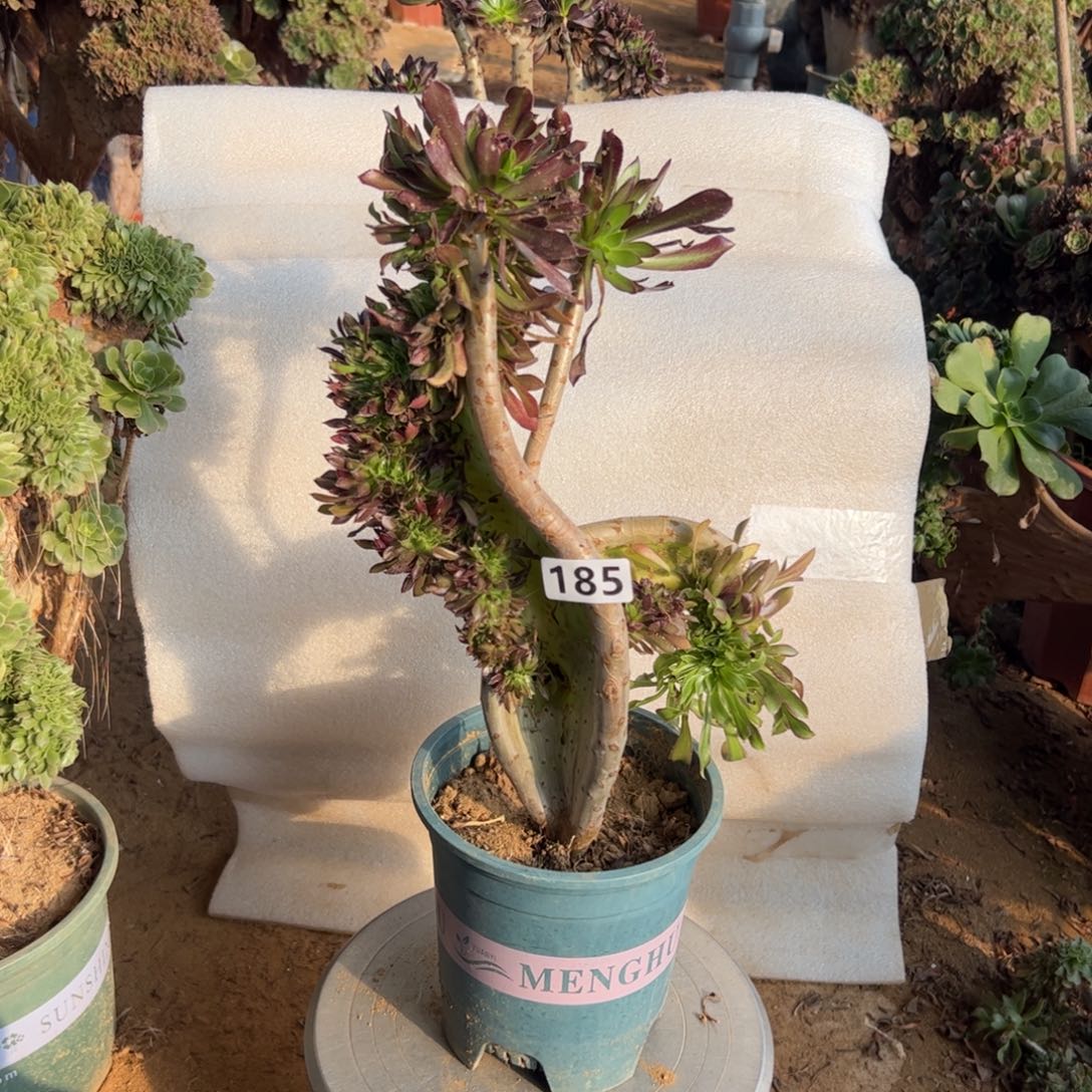 有伤妖翅膀185高度35厘米