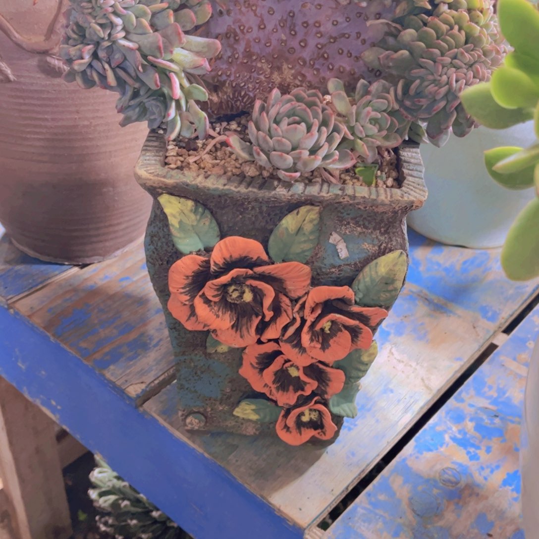 燕***子多肉植物保护研究所所长一