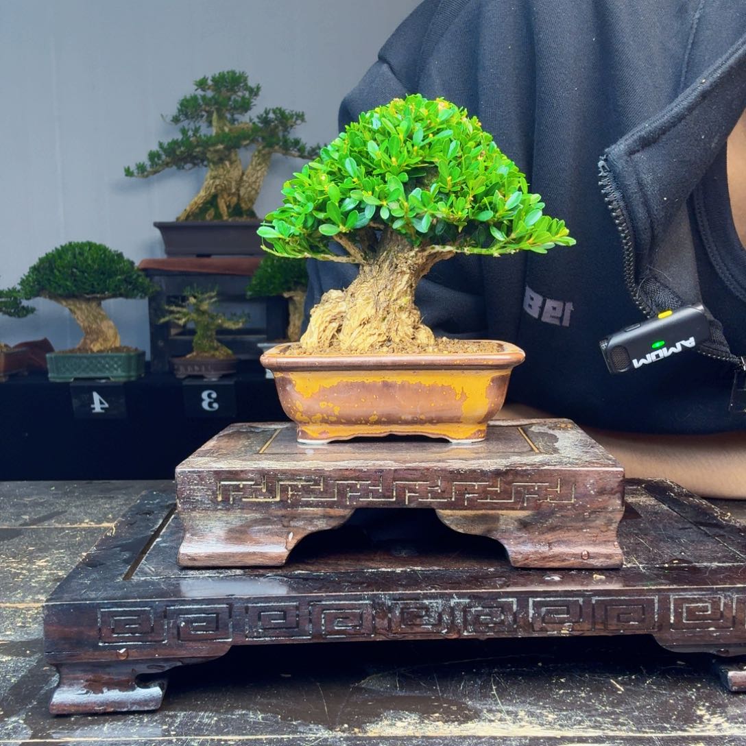 用***6无花朵黄杨盆景一物一拍