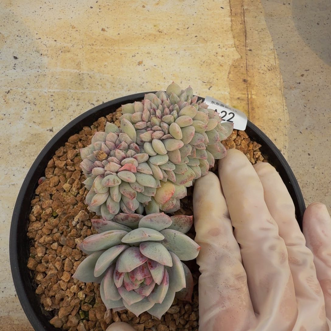 a a a a a a a a a 22