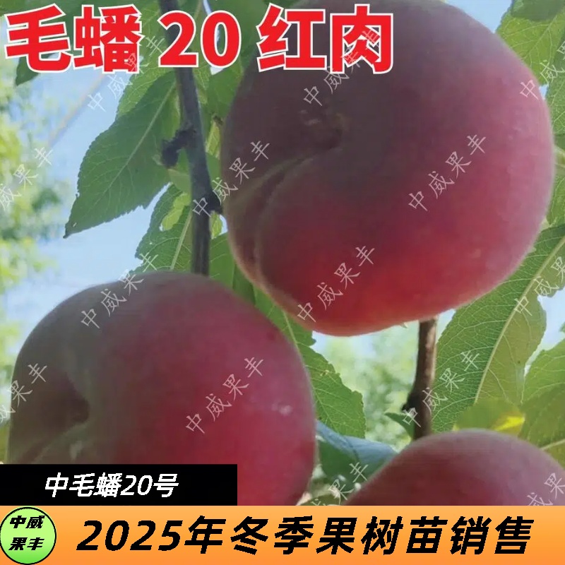 中蟠20红肉毛蟠 6月中下旬成熟 前期白肉后期红肉不裂果不落果
