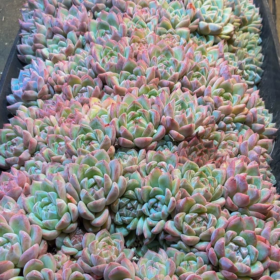 505多肉葡萄干和水果等水果