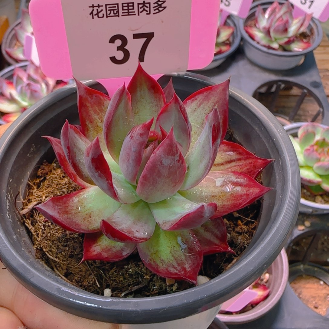 贝***贝37惊鸿仙子非偏远地区满十八包邮