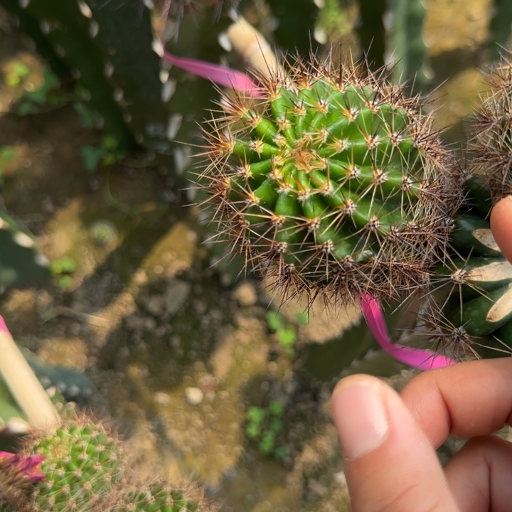 洋***洋马已不跟菜蚜四公分左右歪