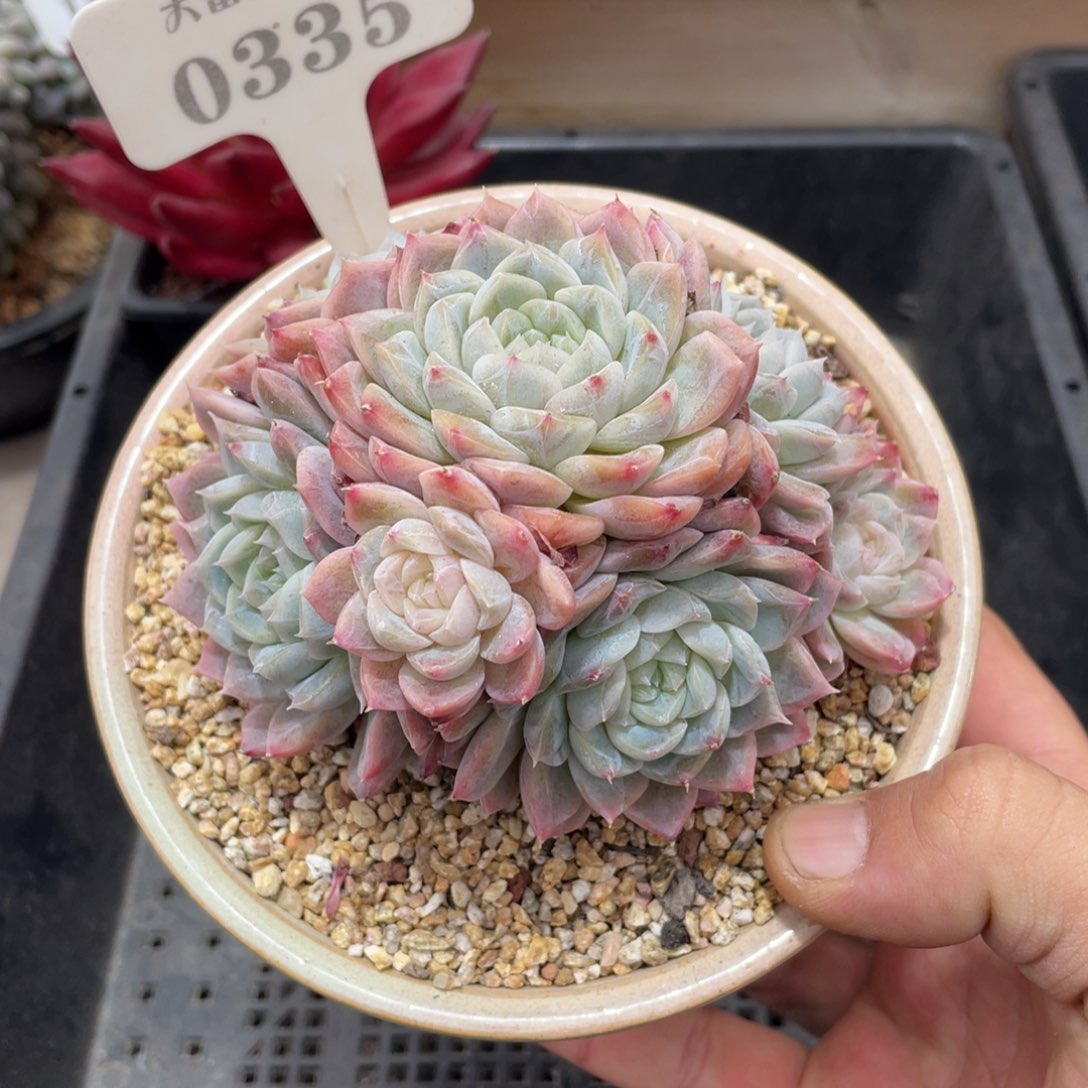  0335月影不带盆11厘米
