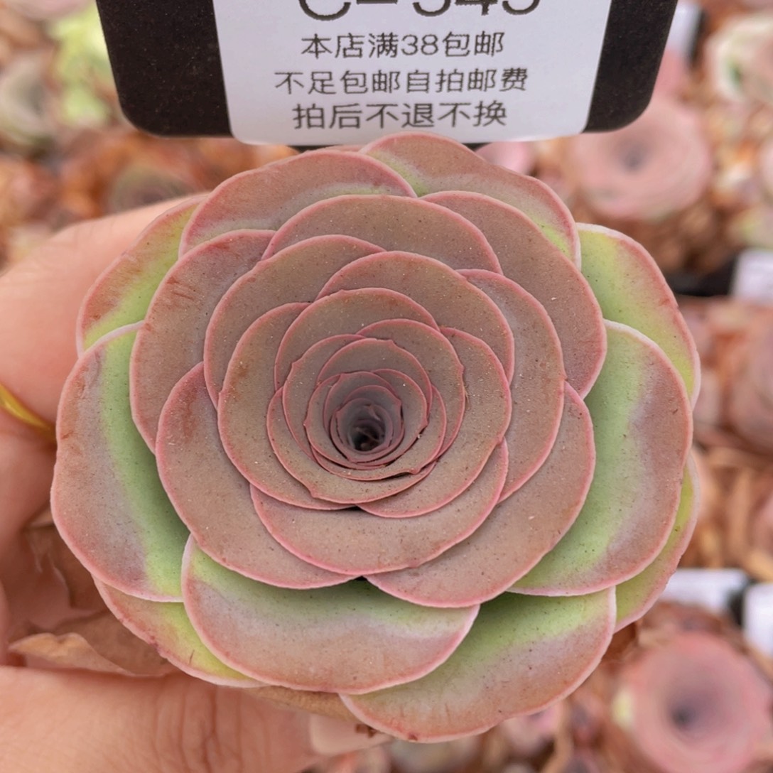 蹦***蹦山地玫瑰C545裸根发货断枝不包损不售后