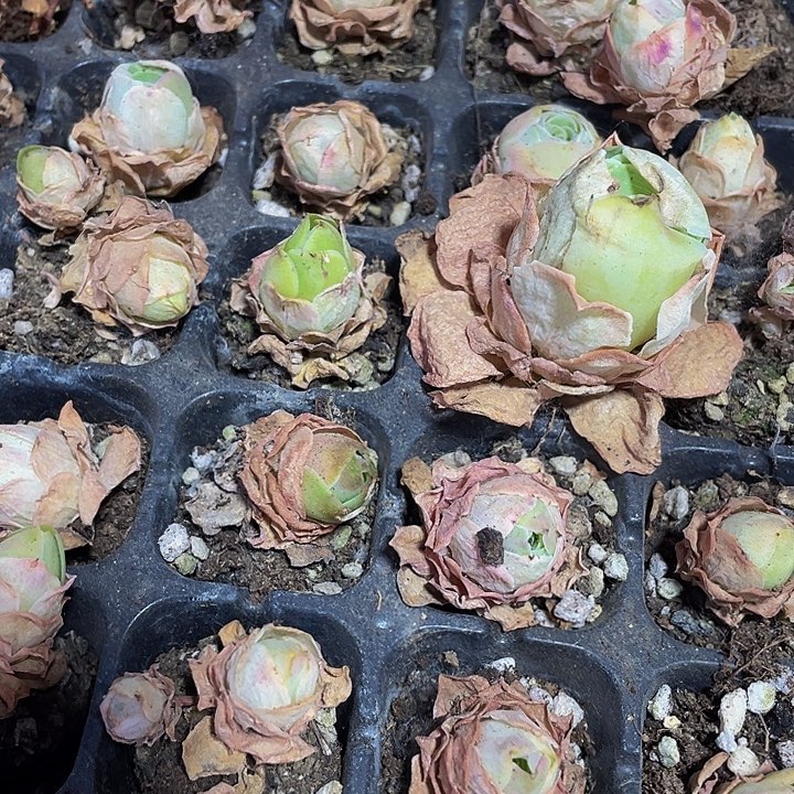 3颗小帕尔马3颗一组