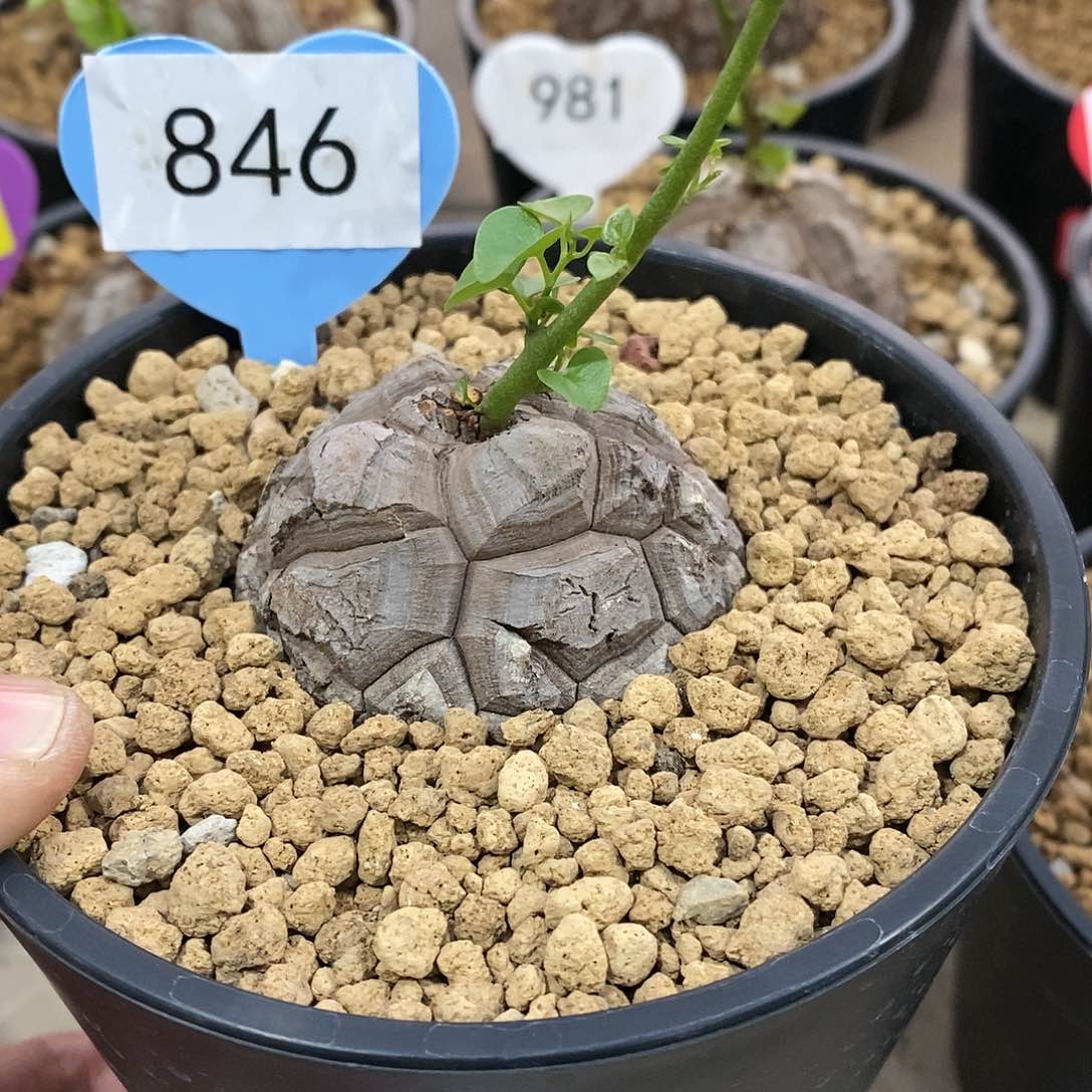 南非龟甲龙龟甲龙