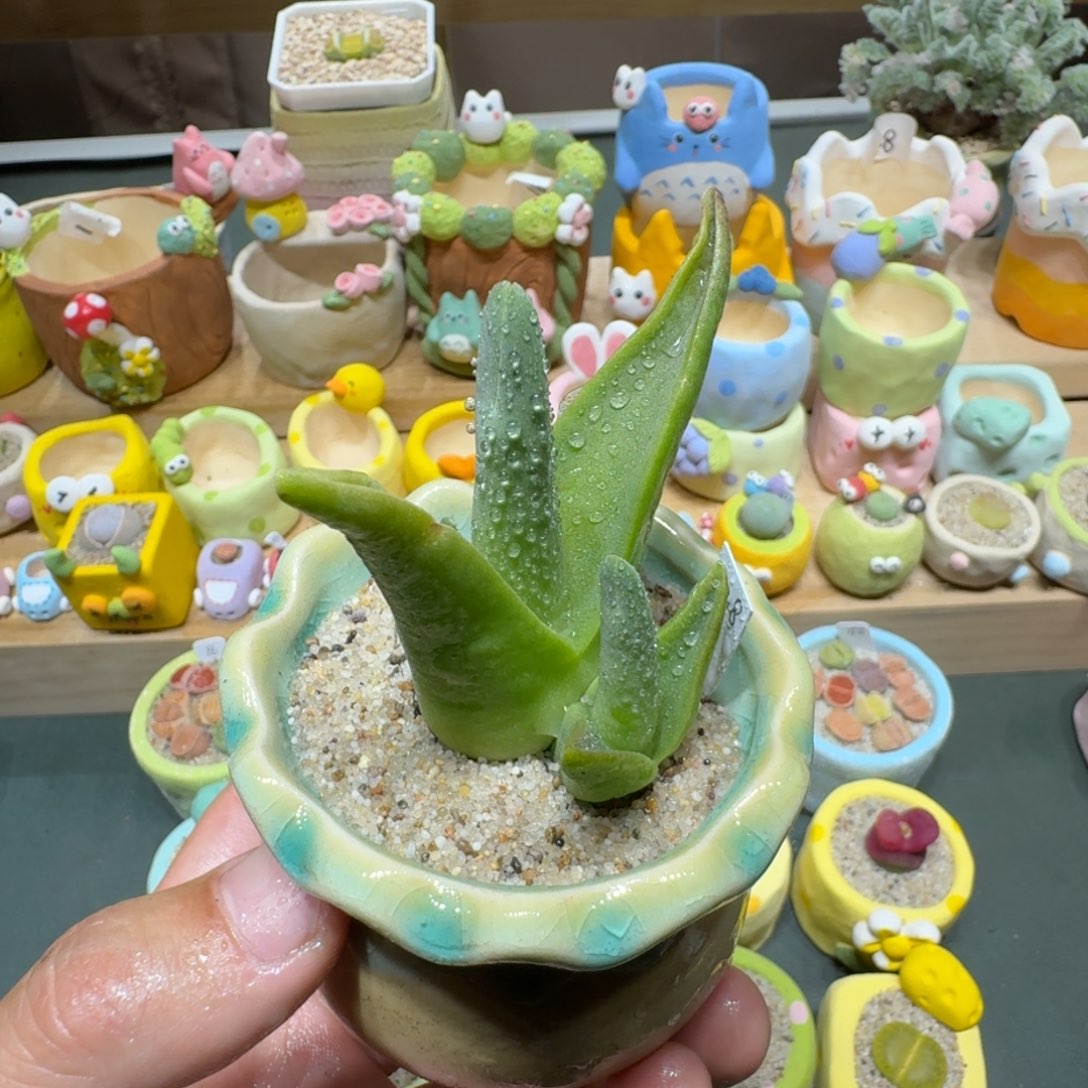 红陶蘑菇696怪奇鸟