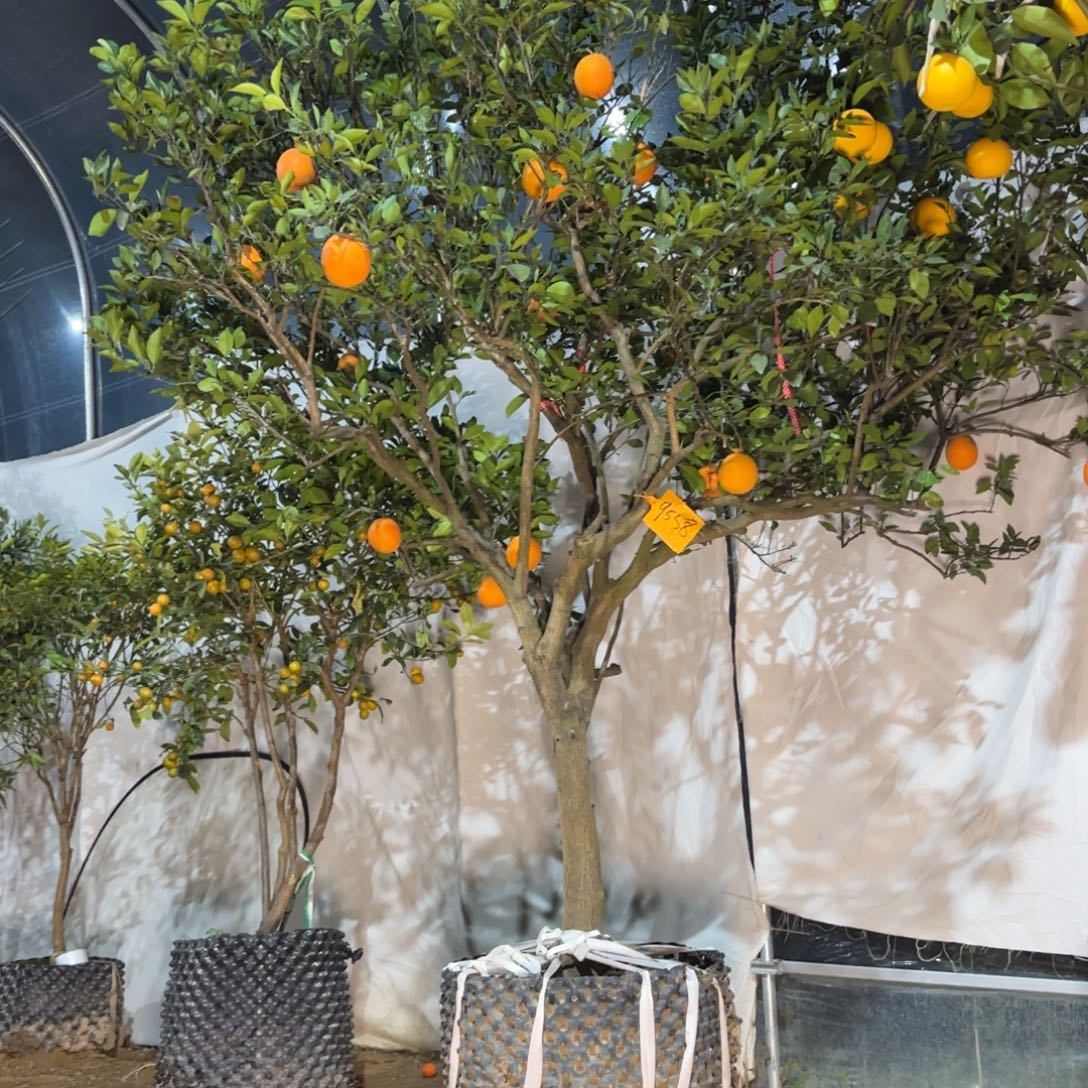 完全开放纽荷尔脐橙包邮