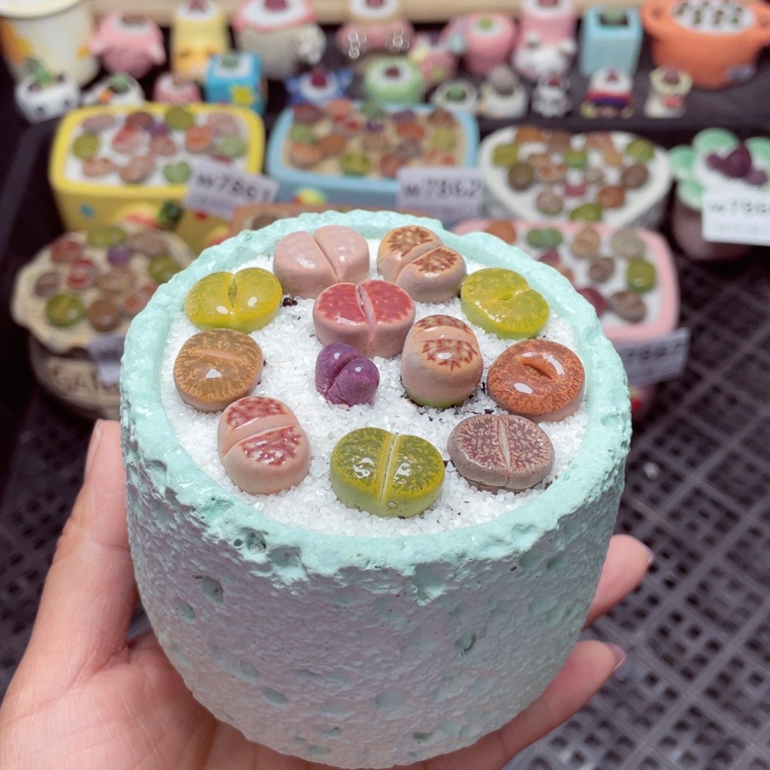 w7868 -零下地区拍保温箱-15支持寄养